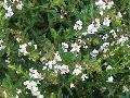 Summer Snapdragon / Angelonia 